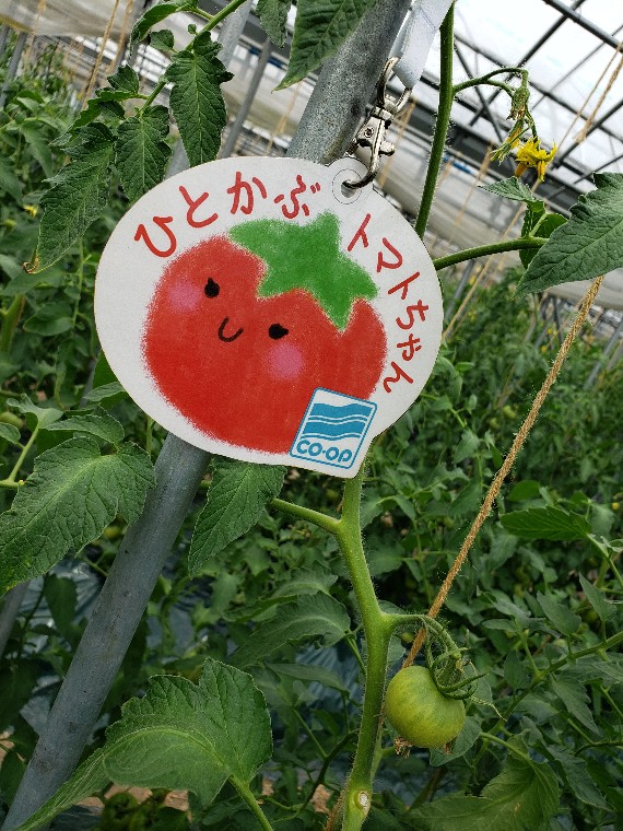 トマトちゃんマーク.jpg