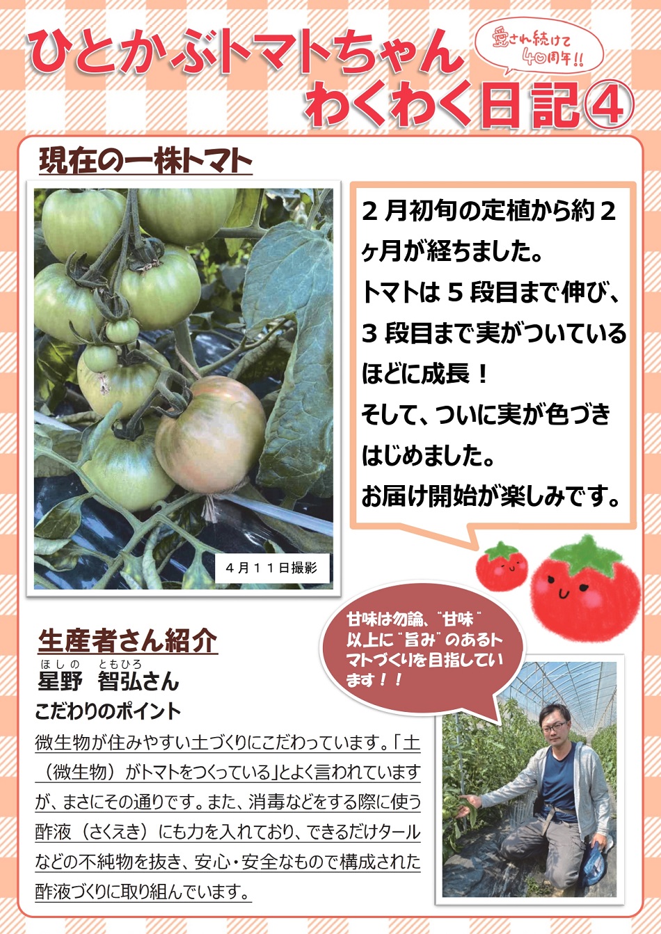 ひとかぶトマトちゃんわくわく日記④ | 生協からのお知らせ | よどがわ