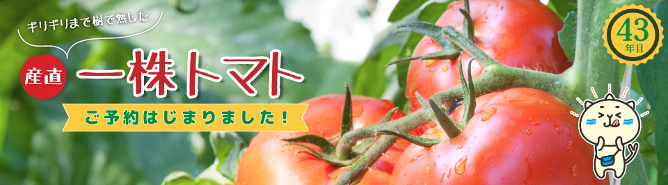今年で43年目☆＞産直一株トマト 予約受付中！ | 生協からのお知らせ