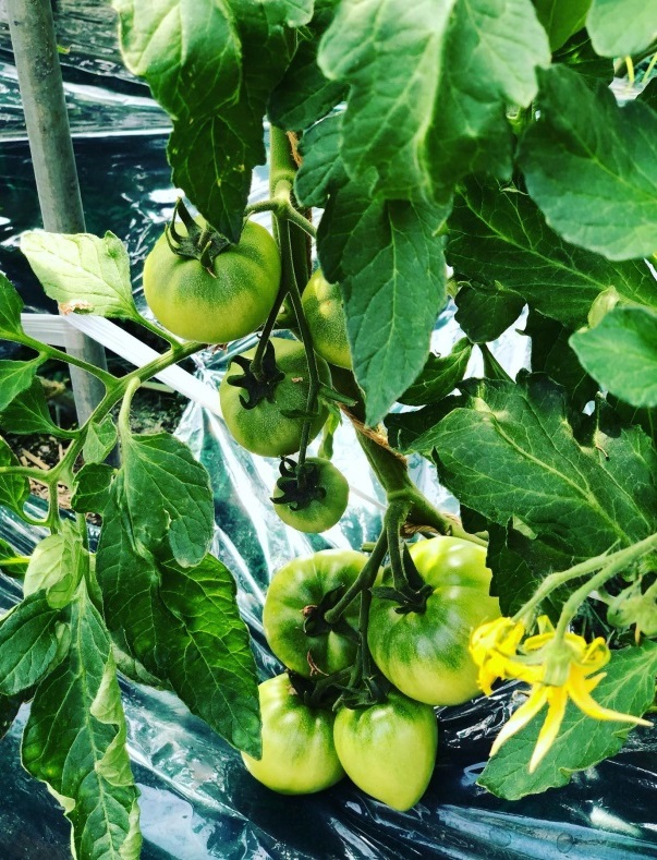 ひとかぶトマトちゃん成長日記③ | 生協からのお知らせ | よどが